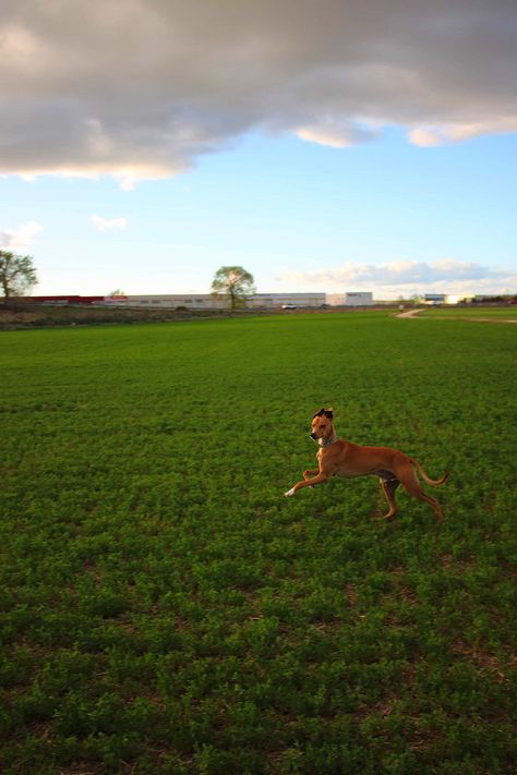 Perrito corriendo feliz por el campo ✨ Collage, Pins