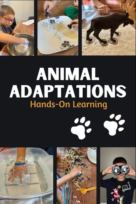 Animal Adaptations Experiments, Animal Adaptation Activities, Animal Science Experiments, Animal Science Activities, Animal Adaptations Activities, Adaptations Activities, Animal Adaptation, Habitat Activities, Animal Experiments