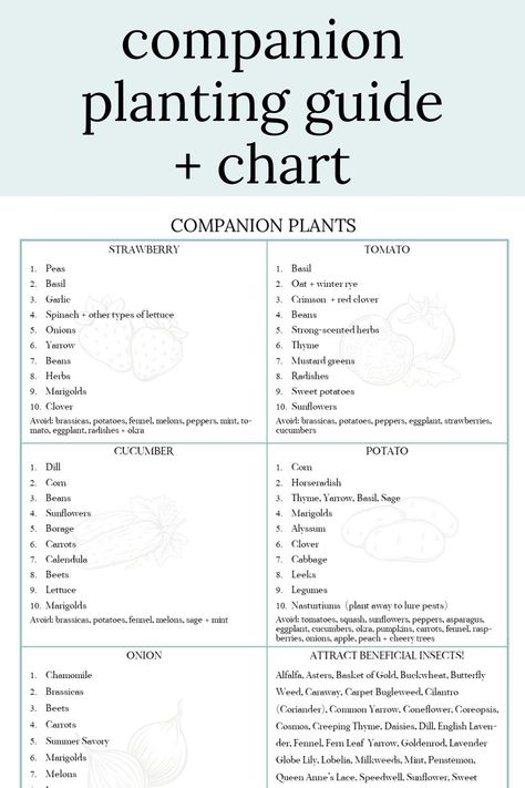 Lettuce Companion Plants, Garlic Companion Planting, Companion Gardening Chart, Garlic Companion Plants, Tomato Companion Plants, Planting Chart, Plant Garlic, Companion Planting Guide, Companion Planting Chart