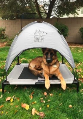 23 Cool Ways To Add Shade To Your Backyard Raised Dog Beds, Shade Ideas, Dog Cots, Shade Tent, Elevated Dog Bed, Outdoor Dog Bed, Dog Bed Furniture, Dog Stuffed Animal, Bed Tent