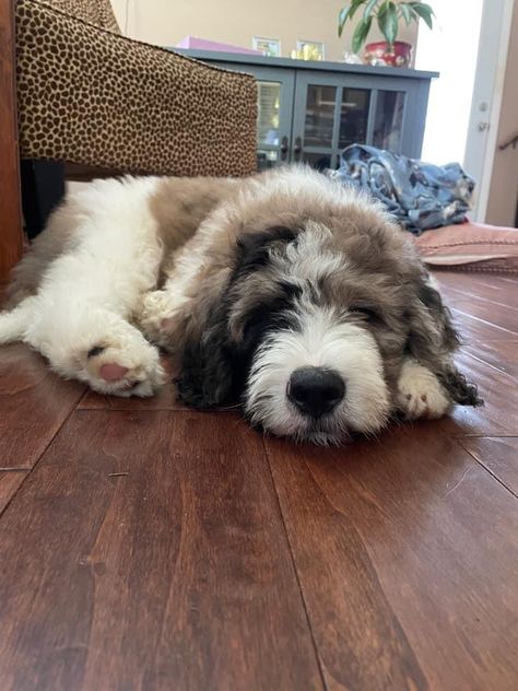 Adorable Merle saint berdoodle puppy Saint Bernard Poodle, Pretty Doodles, Saint Berdoodle, St Berdoodle, Pet Items, Super Cute Dogs, The Saint, Pretty Plants, Animal Friends