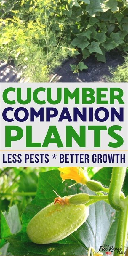 Companion Plants For Cucumbers, Cucumber Companion Plants, Plantarea Legumelor, Best Companion Plants, Garden Companion Planting, Growing Cucumbers, Companion Plants, Garden Wallpaper, Garden Veggies