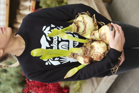 Planting Amaryllis and Paperwhite Bulbs As the days get dark and the winter months become void of color, there is something magical about forcing bulbs to grow and bloom indoors. It’s time to plant winter blooming bulbs! Two types of bulbs are typically planted indoors this time of year. Amaryllis and paperwhites. Amaryllis comes from the Greek word, amarysso which means to sparkle. And oh boy do they put on a show. Paperwhites, or Narcissus papyraceus are closely related Narcissus Papyraceus, Bulbs In Water, Forcing Bulbs, Bamboo Stakes, Twig Dogwood, Bulb Vase, Amaryllis Bulbs, Granite Colors, Container Garden