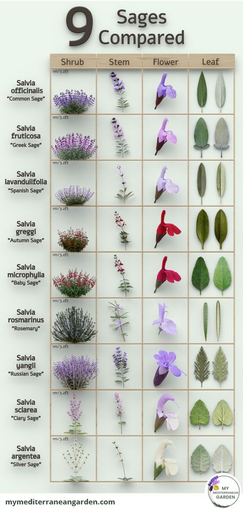 A comparative chart outlining distinct features of 9 sage varieties for effortless differentiation. Types Of Sage, Sage Plants, Plant Knowledge, Drought Tolerant Shrubs, Companion Gardening, Sage Plant, Garden Site, Waterwise Garden, Drought Tolerant Garden