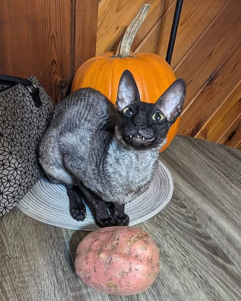 Potato Cat, Funny Looking Animals, Pixel Cat, Cornish Rex, Cat Reference, Cat Behavior, Silly Animals, Root Vegetables, Domestic Cat