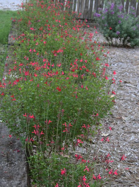 Autumn sage Cottage Garden Inspiration, Texas Gardens, Autumn Sage, Dry Gardens, Lawn Borders, Rose Journal, Texas Plants, Temper Tantrum, Sage Garden