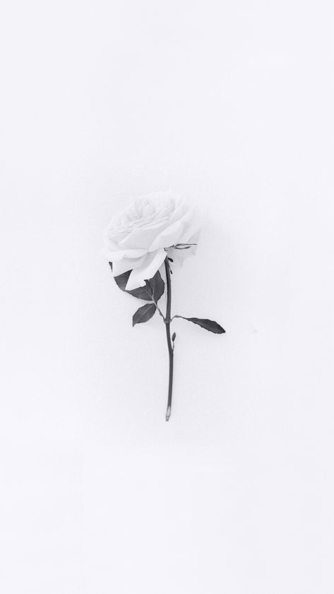 White Paris - White Rose / Flower Wallpaper (Instagram: @white) White Theme Wallpaper, Minimalistic Iphone Wallpaper, White Minimalist Wallpaper, White Rose Aesthetic, Boox Palma, White Iphone Background, White Roses Wallpaper, White Homescreen, White Flower Wallpaper