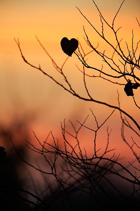 Last redbud leaf at autumn dawn Wallpaper Corazones, Heart In Nature, Leaf Silhouette, Bare Tree, I Love Heart, Heart Images, Lonely Heart, Airbrush Art, Happy Heart