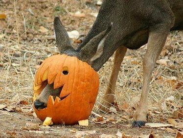 Deer eating pumpkin A Deer, A Pumpkin, Deer