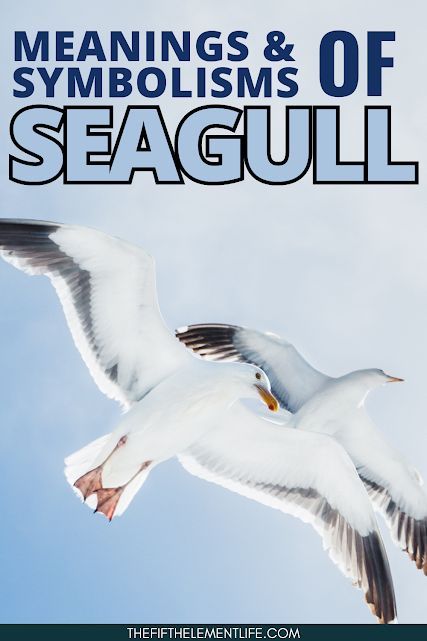 Seagull Spiritual Meaning Dream Meaning Symbolism Esoteric Knowledge, Medical Words, The Seagull, Animal Symbolism, Icon X, Dream Symbols, Human Spirit, Dream Meanings, Body Cleanse