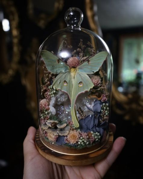 Moth Terrarium, Framed Bugs, Taxidermy Aesthetic, Wet Specimen Taxidermy, Bug Taxidermy, Turkey Tail Mushrooms, Dark Whimsical, Oddities Collection, Oddities Decor