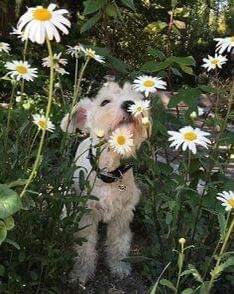 White Schnauzer, Instagram Mom, Miniature Schnauzer Puppies, Akita Dog, Fox Terriers, Wire Fox Terrier, Schnauzer Puppy, Popular Dog Breeds, Most Popular Dog Breeds