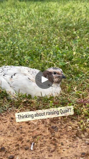 3.9K views · 316 reactions | I am ready to get started…

Thinking about getting Quail?

1) Quail prefers small spaces, so you do not need a large area for their hutch. A rabbit hutch would work great. Quail needs between 1 square foot per bird of space. 

2) Put a sandbox in their hutch and they will love you for it. It helps keep them clean and allows them a place to play. Just scoop out the sand and refresh it a couple of times a week. Take about 5 minutes.

3) Fresh feed and water are a MUST. I have a gravity water system set up so they always have water (you can see my water set up on my Instagram page) and I use large no spill feeds for feed.

4) Quail is great with fluctuating temps. They can handle the heat, with plenty of ventilation and shade, and they are good to go down to -20 d Raising Quail, Handle The Heat, Rabbit Hutch, Rabbit Hutches, Water System, I Am Ready, Sandbox, Water Systems, Instagram Page