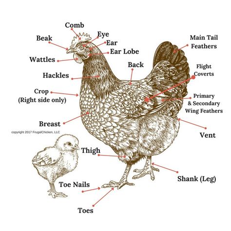 Chicken Anatomy 101 | Frugal Chicken Chicken Anatomy, Anatomy 101, Chicken Mama, Chicken Images, Wing Feathers, Chicken Coup, Chicken Little, Vet Medicine, Silkie Chickens