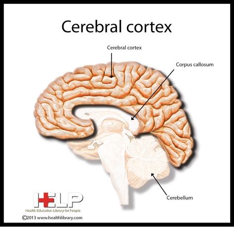 Cerebral Cortex Cerebral Cortex Brain, Brain Drawing, Corpus Callosum, Cerebral Cortex, Cognitive Science, Circulatory System, Book Art Diy, Med School, Occupational Therapy