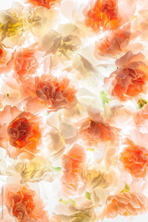 Carnation flowers by Marc Bordons  - Stocksy United #stock #stockphoto #spring #flowers #background #texture Spring Screensavers, Spring Flowers Background, Carnation Flowers, Mandala Wallpaper, Orange Texture, Wallpaper Iphone Summer, Flower Texture, Instagram Background, Carnation Flower