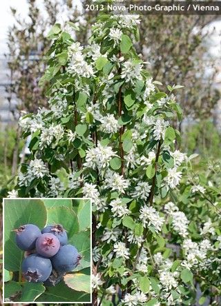 'Saskatoon Bush' Amelanchier alnifolia - A super hardy bush, native to the prairies of Canada. Fruit is formed in clusters and can be eaten fresh or used in any other way you would use berries. If you grew up on the prairies I'm sure you have a Saskatoon picking memory. Oregon Gardening, European Gardens, Growing Berries, Amelanchier Alnifolia, Saskatoon Berry, Wild Onions, Orchard Tree, Wild Herbs, Garden Catalogs