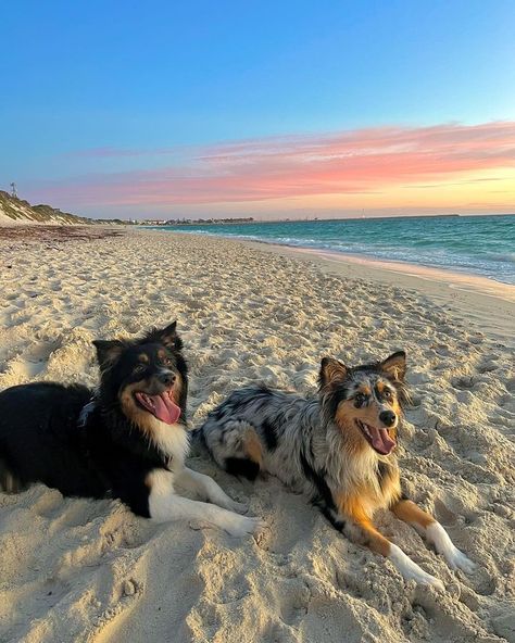 Border Collie X Australian Shepherd, Dog Siblings, Border Collie Aussie, Aussie Border Collie Mix Dogs, Border Collie Aussie Mix Puppies, Dogs Images, Australian Shepherd On Beach, Sibling Love, Beautiful Puppies