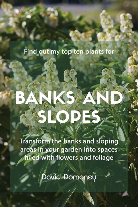 Banks, slopes, and ditches may seem like problem areas. However, there are plants that can thrive in these environments, so here are my top plants for banks and slopes to bring colour to your garden. Climbers For Shade, Best Climbing Plants, Plants Ideas, Herbaceous Border, Perennial Border, Sloped Garden, Gravel Garden, Plant Projects, Garden Idea