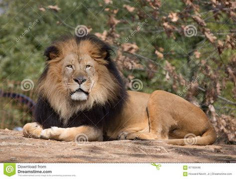 Photo about Male lion resting at the National Zoo in Wash DC - 67169446 Lion Laying Down Drawing, Lion Laying Down, Anansi Tattoo, Lion Resting, Lion Profile, Lion Walking, Lioness And Cubs, Mermaid Cup, Small Wild Cats