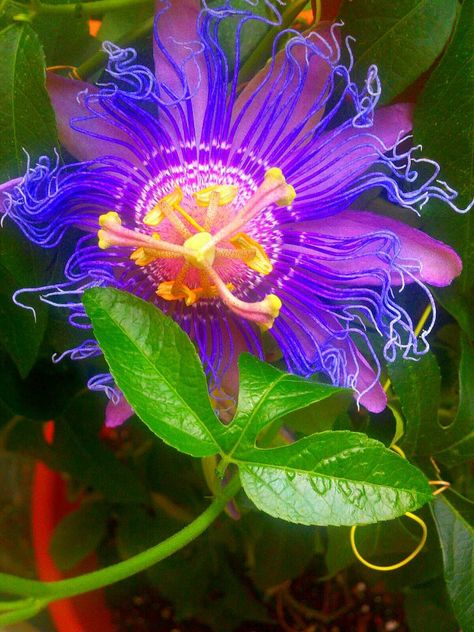 Passion Flower. Wow this is really cool!!! :) Crazy Flowers, Passiflora Incarnata, Cool Flowers, Passion Vine, Flower Lavender, Passion Flowers, Zone 9, Wild Fire, Wonderful Flowers