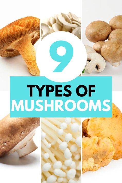 Master the art of mushroom cooking with our guide to 9 types of mushrooms - unlocking culinary creativity one variety at a time! Experiment with different mushroom varieties to create mouthwatering dishes that will impress even the most discerning palates. Different Mushroom Types, Guide To Mushrooms, Types Of Mushrooms Chart, Types Of Mushrooms Cooking, Mushroom Information, Mushroom Types, Different Types Of Mushrooms, Different Mushrooms, Mushrooms Nutrition Facts