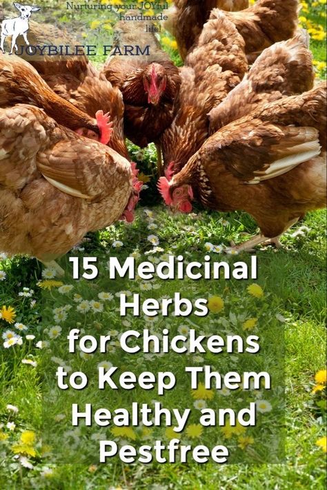 Raising Chickens For Beginners, Plants For Chickens, Chickens For Beginners, Herbs For Chickens, Farm Chickens, Chicken Coop Garden, Portable Chicken Coop, Backyard Chicken Coop Plans, Backyard Chicken Farming