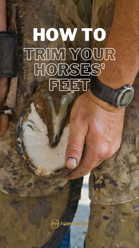 Basic Guide how to trim horses hooves Cow Hoof Trimming, Goat Hoof Trimming, Hoof Care For Horses, How To Take Care Of A Horse, Hoof Trimming Horse, Hoof Care, Horse Owner, Healthy Options, Horses