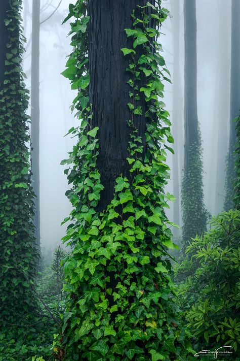 Nature Witch, Book Cover Design Inspiration, Misty Forest, Entrance Design, I Really Appreciate, Botanical Beauty, Magical Forest, Environmental Art, Tree Painting