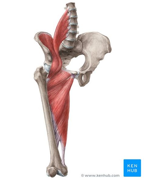 Thigh Muscle Anatomy, Elbow Anatomy, Sartorius Muscle, Hip Anatomy, Femoral Nerve, Gluteal Muscles, Spinal Nerve, Gluteus Medius, Human Body Anatomy