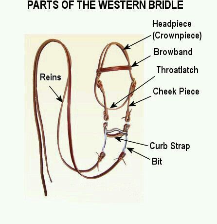 Parts of western bridle Horse Lessons, Western Bridles, Horse Facts, Horse Riding Tips, Horse Camp, Equestrian Helmet, Western Horse Tack, Riding Lessons, Horse Tips