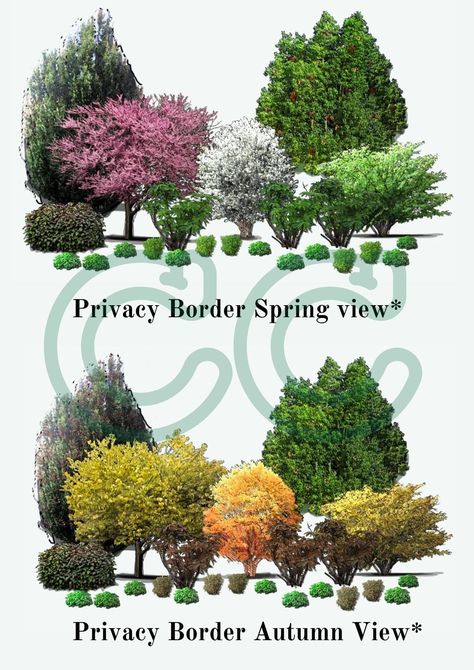 This plan is specially designed to give you a low-maintenance privacy border for your property using productive plants that are native to the Midwest and Eastern US. The Juglone Tolerant Privacy Border & Forest Garden plan is a unique combination of nine different species of trees, shrubs, herbaceous plants, and ground cover hardy to Zone 4 to help you increase the biodiversity of your property. The plants in this design were specially selected to thrive in areas with established juglone-secreting plants, such as Black Walnut Trees, Pecan Trees, and Buckthorn. This garden will provide you with fruits and nuts and will provide shelter and sustenance for the native wildlife in your area.  What you get: - 5 PDF pages (free of watermarks and concealment) - Views of the garden in Spring and Aut Forest Landscape Design, Landscape Design Garden, Front Garden Landscape, Privacy Landscaping, Garden Plan, Front Yard Design, Food Forest, Forest Garden, Yard Design