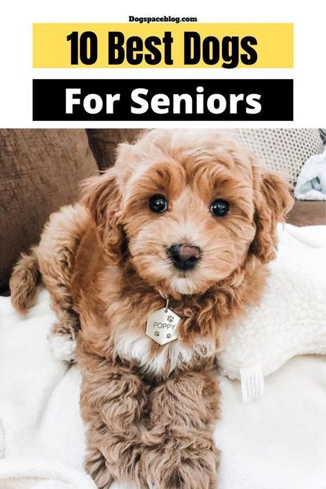 Top 10 Best Dogs for Seniors Best Small Dogs For Seniors, Best Dogs For Seniors, Small Dog Breeds Low Maintenance, Multipoo Hairstyles, Small Non Shedding Dogs, Non Shedding Dog Breeds, Funny Talking Dog, Best Small Dog Breeds, Calm Dog Breeds