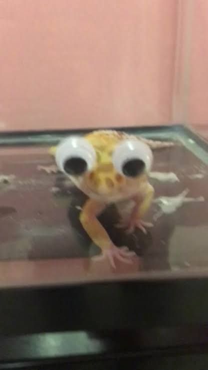 Funny Lizard Pictures, Cute Gecko Wallpaper, Gecko Memes Hilarious, Leopard Gecko Meme, Cute Geckos, Crested Gecko Funny, Leopard Gecko Smile, Gecko Wallpaper, Funny Reptiles