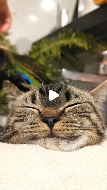 3.3M views · 629K likes | Yuumi_cat9 on Instagram: "This is my pet paradise. You can come in and have a look~ Give the babies more fun 🥰  https://petsworld.shopping/  #cat #catsoftheworld #catsoftheday #catsgram #pet #petlovers #petlover #petsofinstagram #funny #funnyvideos #cute #cutecats #kitten #kittenlove #kittycat #spa #asmr" Baby Kitten Videos, Cat Having Kittens, Pet Paradise, Very Cute Puppies, Tabby Kitten, Cute Cats Photos, Kitten Love, Kitten Gif, Baby Kittens