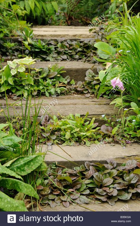 Download this stock image: Garden Railway sleeper steps planted with ground cover plants - B35KGA from Alamy's library of millions of high resolution stock photos, illustrations and vectors. Sleeper Steps, Sleepers In Garden, Seaside Garden, Railway Sleepers, Garden Railway, Sloped Garden, Garden Steps, Ground Cover Plants, Woodland Garden