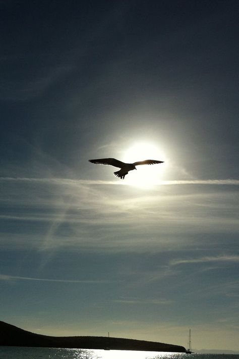 Bird Flying in the Middle on the Air Under Clear Blue Sky during Daytime Calming Pictures, Bird Flying, Birds In The Sky, Beautiful Beach Wedding, Bridal Ideas, Beautiful Flowers Photos, Fly Free, White Wedding Dress, Bird Silhouette