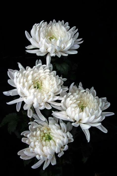 Chrythansemum Flower, Crsanthmum Flower, Chrisantemum Flower Bouquet, White Chrysanthemum Aesthetic, Crysamthmum Flower, Crythanthimum Flowers, Crysthanamum Flowers, Chrysanthemum Reference, Chrisanthiums Flower