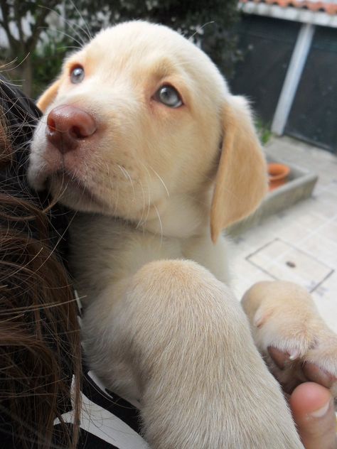 Dudley Labrador, Cute Lab Puppies, Goofy Dog, Yellow Labrador Retriever, Lab Puppy, Crazy Dog Lady, Labrador Retriever Puppies, Yellow Labrador, Retriever Puppies