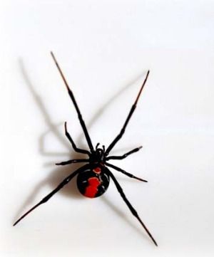 Australian Spider, Redback Spider, Arachnids Spiders, Spiders And Snakes, Spider Species, Cnidaria, Widow Spider, Black Widow Spider, Spider Bites