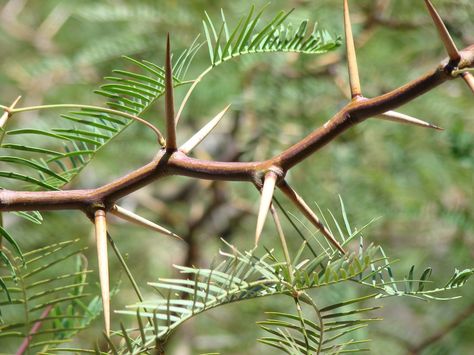 20090614 Mesquite Tree Thorns Mesquite Tree, Bamboo Species, Desert Trees, Tree Tattoo, Seed Pods, Lesson Ideas, Growing Tree, Small Trees, Trees And Shrubs