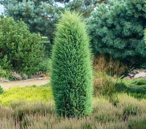 Juniperus communis 'Hibernica' (Irish Juniper) Evergreen Landscape, Italian Cypress, Juniperus Communis, Bush Plant, Front Gardens, Exclamation Point, Planting Shrubs, Traditional Garden, Plant Combinations