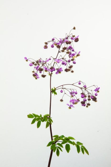 Find help & information on Thalictrum rochebruneanum lavender mist meadow rue from the RHS Lavender Mist, Meadow Rue, Wildlife Gardening, Cold Frame, Summer Plants, Gardening Advice, Herbaceous Perennials, Plant Health, Flower Border