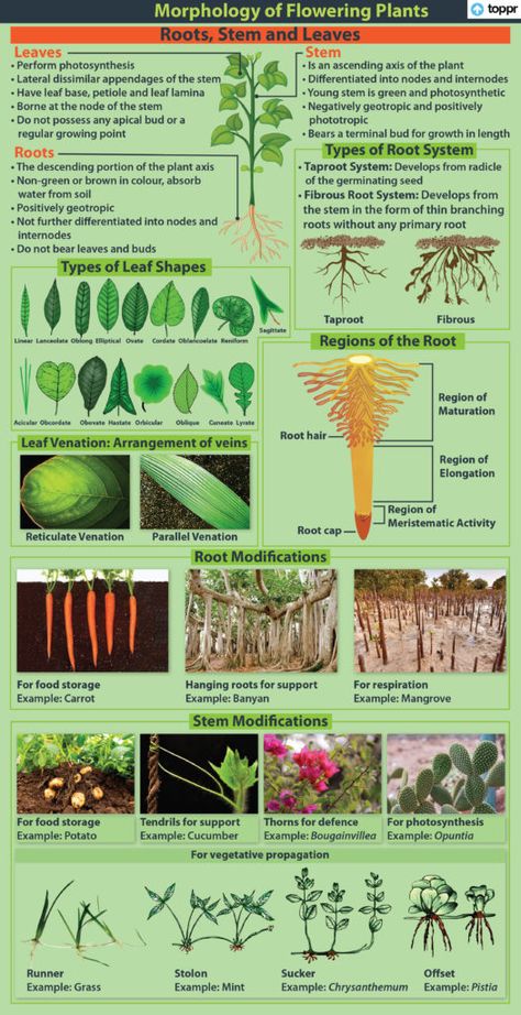 Leaf: Definition, Characteristics, Types of Leaves, Videos, Solved Example Morphology Of Flowering Plants Notes For Neet, Identify Plants By Leaves, Plant Classification Chart, Yard Swings, Ejen Zass, Classification Of Plants, Morphology Of Flowering Plants, Nutrition In Plants, Evolution Of Plants