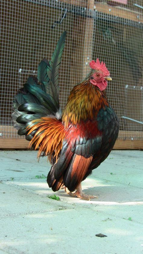 Rooster Serama Chicken, Colorful Rooster, Types Of Chickens, Fancy Chickens, Junk Yard, Beautiful Chickens, Hen Chicken, Chickens And Roosters, Chicken Art