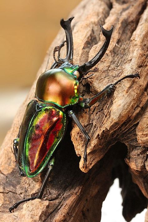 Rainbow Stag Beetle, Insect Photos, Beetle Art, Cool Insects, Insect Photography, Beetle Insect, Cool Bugs, Stag Beetle, Animal Groups