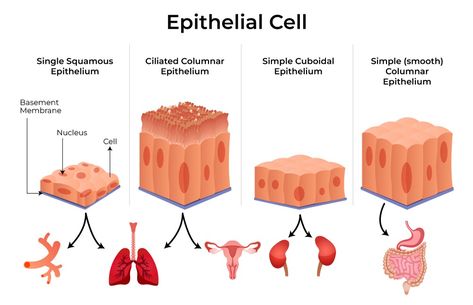 Epithelial Tissue, Cell Diagram, Cell Wallpaper, Plant Cell, All About Plants, The Plant, Drawing Art, Nursing, Place Card Holders