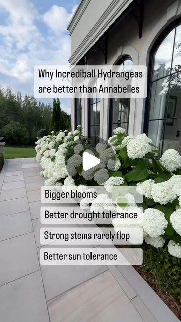 Melanie Rekola | Landscape Designer & Garden Designer on Instagram: "Choose Incrediball over Annabelle 🤍   Incrediball and Annebelle hydrangeas are so similar that a lot of people mistake it as the same variety, but there are some key differences!   Incrediball hydrangea / Hydrangea arborescens ‘Abetwo’ is an improved variety of the classic Annabelle hydrangea that has these extra special traits:   ⚪️ They have bigger blossoms ⚪️They have improved drought tolerance ⚪️They have strong stems that rarely flop ⚪️They have improved sun tolerance   Hardy from planting zones 8/9 all the way down to chilly zone 3 – Incrediball hydrangea is super easy to grow, tough yet gorgeous shrub!   Its huge snowball blooms open white in mid summer and age to a pretty green. In fall they change to a beautiful Strong Annabelle Hydrangeas, Incrediball Hydrangea Landscaping, Hydrangea Tree Landscaping, White Hydrangea Landscaping, Incrediball Hydrangea, Planting Zones, Snowball Hydrangea, Designer Garden, Hydrangea Tree