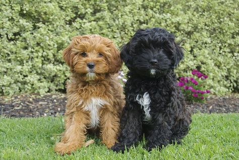 Cavoodle Black, Cavapoo Black, Cavapoo Full Grown, Black Cavapoo, Toy Cavoodle, Poodle Puppy Standard, Cavapoo Puppies, Havanese Dogs, Cute Dog Pictures