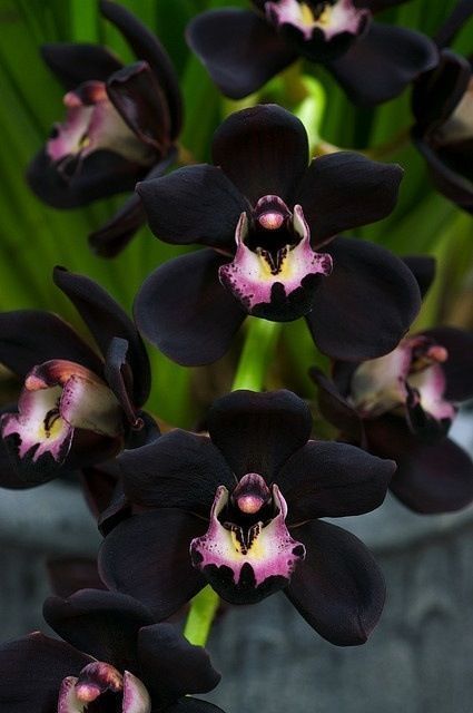 Black Orchids, Orchid Seeds, Goth Garden, Rare Orchids, Orchids Garden, Cymbidium Orchids, Unusual Flowers, Orchid Care, Pink Orchids